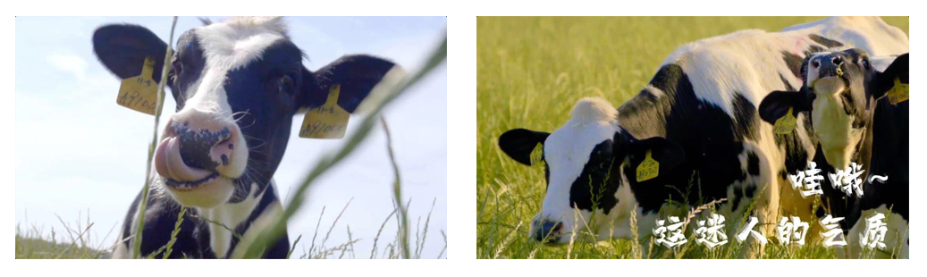 乐发lv官网丨每天一杯奶,幸福健康喝出来!!! 乐发lv官网丨每天一杯奶,幸福健康喝出来!!!