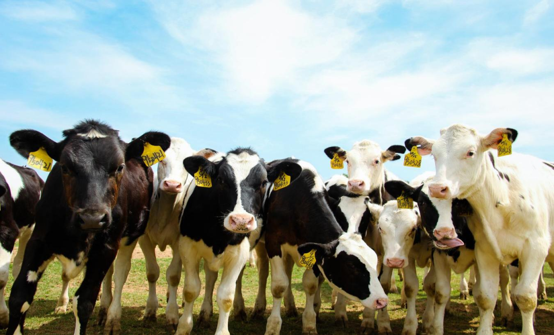 北京大学南南合作与发展学院教授、全球伙伴关系主任周咏梅一行莅临乐发lv官网平舆瑞亚牧业参观调研 北京大学南南合作与发展学院教授、全球伙伴关系主任周咏梅一行莅临乐发lv官网平舆瑞亚牧业参观调研