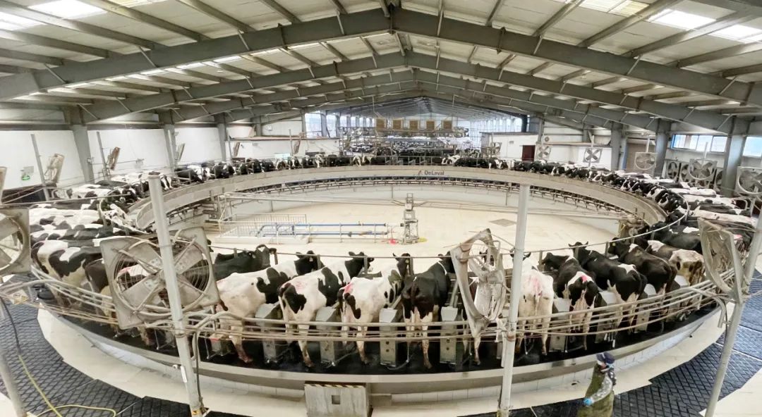 凝心聚力·赢创未来 | 乐发lv官网乳业集团召开营销、养殖及饲料经营工作会议 凝心聚力·赢创未来 | 乐发lv官网乳业集团召开营销、养殖及饲料经营工作会议