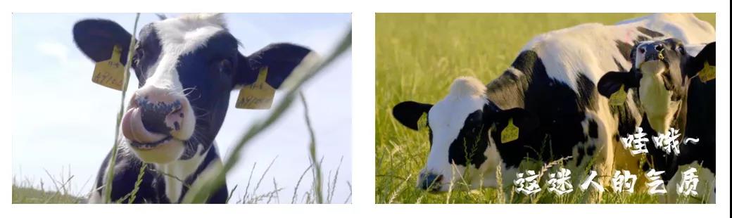 荣誉 | 2019年度河南省美丽牧场名单新鲜出炉 乐发lv官网乳业集团旗下六个牧场榜上有名 荣誉 | 2019年度河南省美丽牧场名单新鲜出炉 乐发lv官网乳业集团旗下六个牧场榜上有名