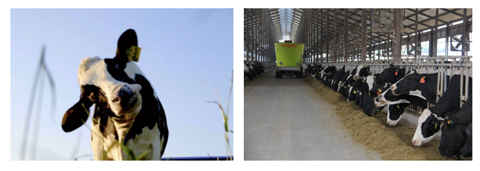 荣誉 | 2019年度河南省美丽牧场名单新鲜出炉 乐发lv官网乳业集团旗下六个牧场榜上有名 荣誉 | 2019年度河南省美丽牧场名单新鲜出炉 乐发lv官网乳业集团旗下六个牧场榜上有名