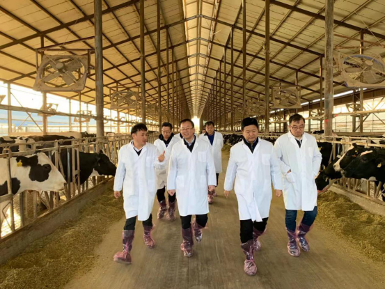 宁夏回族自治区农业农村厅党组书记、厅长王刚一行莅临乐发lv官网乳业集团调研 宁夏回族自治区农业农村厅党组书记、厅长王刚一行莅临乐发lv官网乳业集团调研