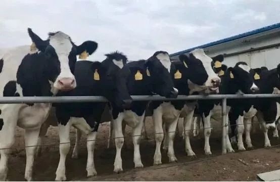 省委书记王国生到河南乐发lv官网乳业集团·新蔡瑞亚牧业有限公司调研 省委书记王国生到河南乐发lv官网乳业集团·新蔡瑞亚牧业有限公司调研