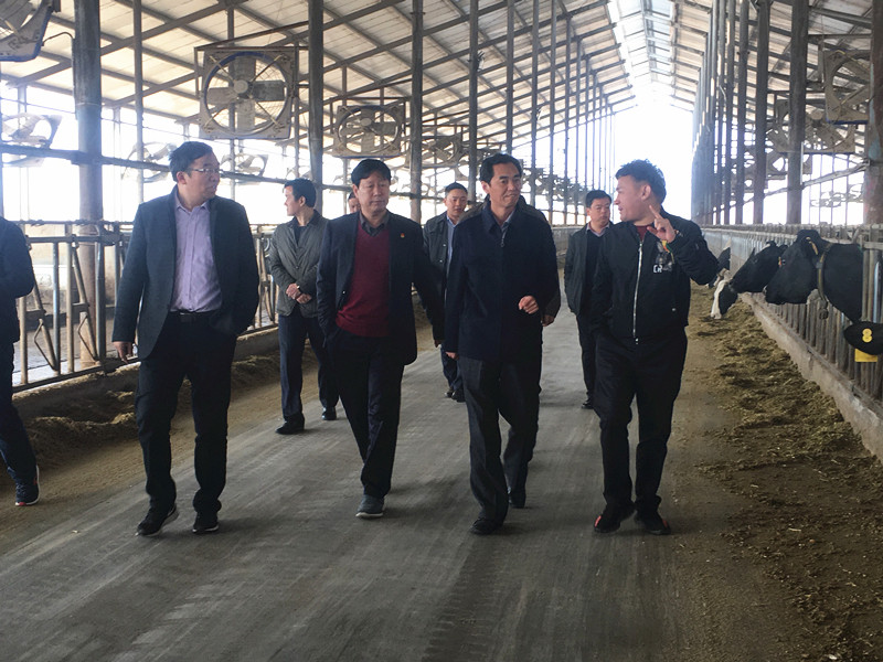 封丘县县长王献臣一行莅临 乐发lv官网集团养殖、乳品事业部参观调研 封丘县县长王献臣一行莅临 乐发lv官网集团养殖、乳品事业部参观调研