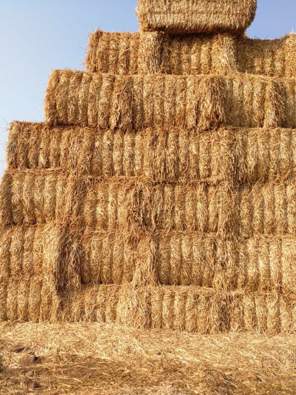 ַlvҵŹɷ޹˾ 2020СոѶɹϢ