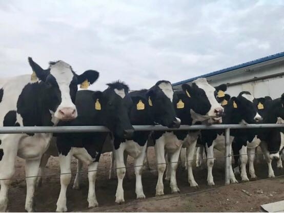 ַlvҵ2019껨ոб깫